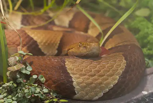 Agkistrodon laticinctus photographed at the Hellabrunn Zoo, Múnich, Germany