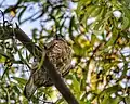 Shikra in Gurgaon, India