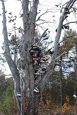 Photograph of a tree full of shoes tied together and hanging from the branches in 2010