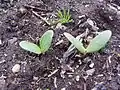 Seedlings