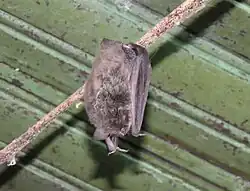 Drawing of bat head