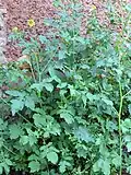 plant