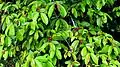 "foliage"