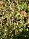Mature fruits, having released the seeds