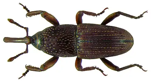 Adult, dorsal view