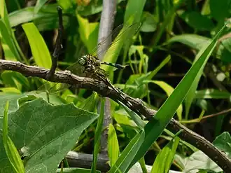 Slender skimmer