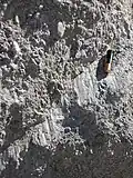 Slickensides developed on the surface of a small fault in quartzite in the Alpujarras