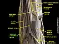 Brachial cutaneous nerve