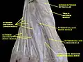Dorsal digital nerves of foot.Deep dissection.