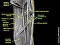 Brachial cutaneous nerve