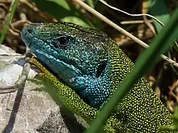 Close-up