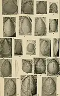 Lingulella ninus