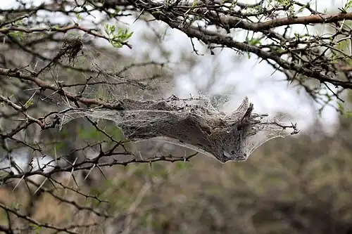 Nest of S. dumicola KwaZulu-Natal, South Africa