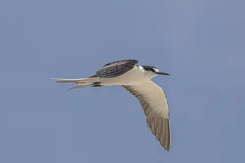 O. f. serratus, Michaelmas Cay, Queensland