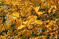 Autumn foliage of the Korean mountain ash (Sorbus alnifolia)