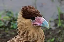 Juvenile