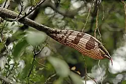 T. capensis