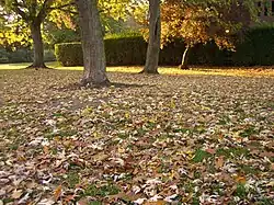 Autumn leaves