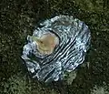 Seed