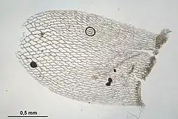 Stem leaf