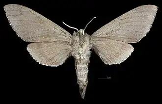Sphingulus mus ♀ △