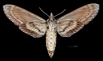 Female ventral