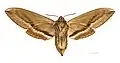 Female, ventral side