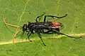 Entypus unifasciatus unifasciatus