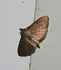 Spilomelinae sp.