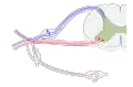 Mixed fibres of a spinal nerve