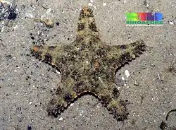 Gymnanthenea laevis