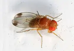 Male, note the dark spots near his wing tips