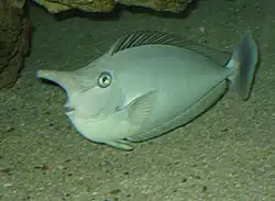 Spotted unicornfish at the Toledo Zoo