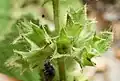 Whorl of Calyxes