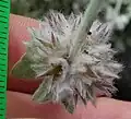 Flowered calyxes