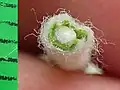 Thick stem wool