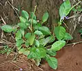 in Talakona forest, in Chittoor District of Andhra Pradesh, India