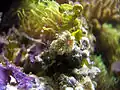 Stichodactyla tapetum