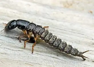 Larva