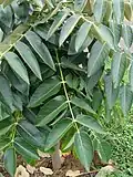 Leaves
