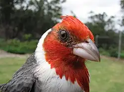 Close-up