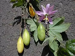 Curuba