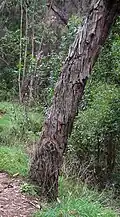 A. melanoxylon older bark