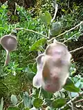 Acacia podalyriifolia seedpods