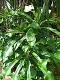 Foliage