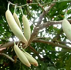 Follicles of Stenocarpus sinuatus (Proteaceae) will release papery brown seeds