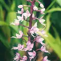 Stenoglottis longifolia