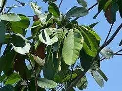 Foliage