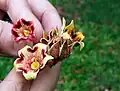 S. apetala individual flowers