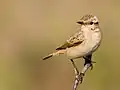 Stolickza's bushchat